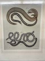 Set of Two Antique German Snake Prints