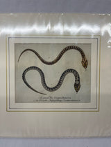 Set of Two Antique German Snake Prints