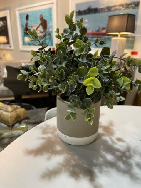 Potted Eucalyptus Plant - McCoys Consign and Design